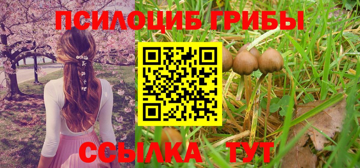 Псилоцибиновые грибы Psilocybine cubensis  Вход с VPN  Балашов  Псилоцибиновые грибы мицелий 